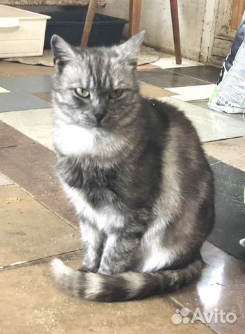 Кошка в дар ищет добрые руки
