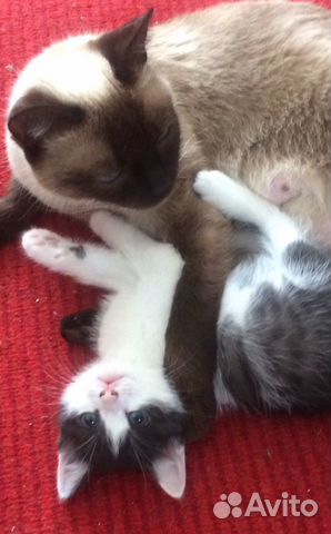 Кошечка в добрые руки