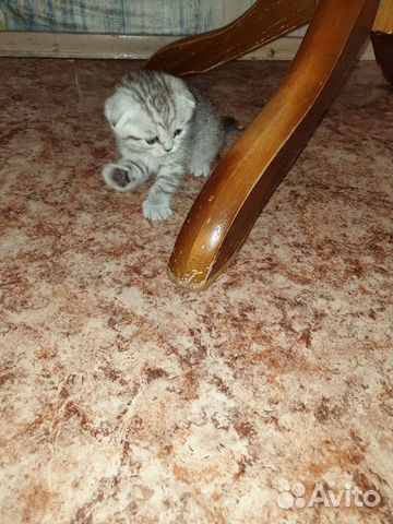 Котята(мальчики) 5000т за одного котёнка Котята(мальчики) 5000т за одного котёнка