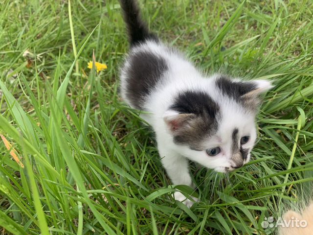 Котёнок в добрые руки