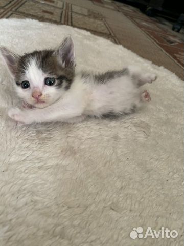 Котята 2 месяца