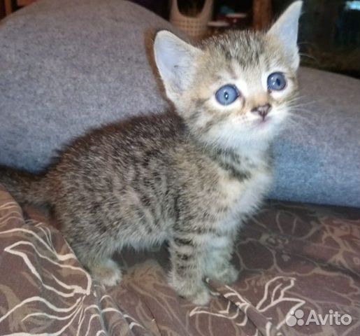 Очень славные котята в дар, 1 мес Очень славные котята в дар, 1 мес