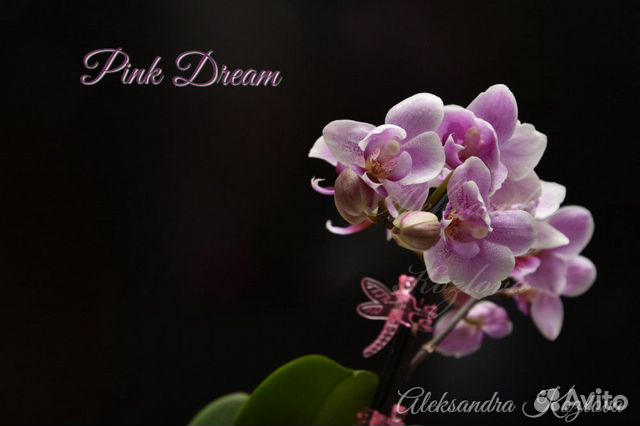 Орхидея pink dream