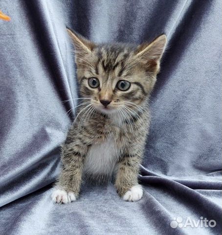 Котятки полосатые тигрятки 1,5 месяца в добрые рук Котятки полосатые тигрятки 1,5 месяца в добрые рук
