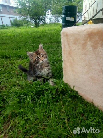 Кошка Кошка