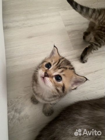 Шотландские котята Шотландские котята