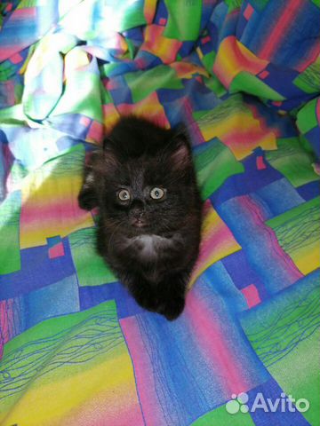 Котята-метисы невской маскарадной кошки Котята-метисы невской маскарадной кошки