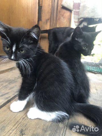 Котята