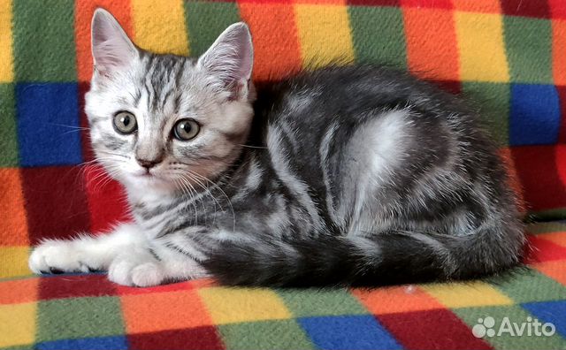 Котята скоттиш страйт ждут своих хозяев