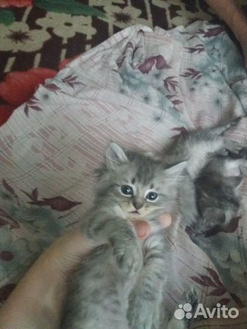 Котята