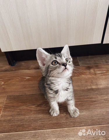 Котенок шотландский Котенок шотландский