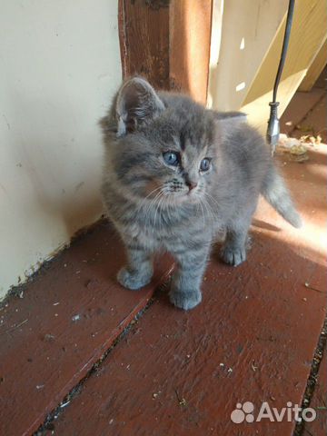 Котенок метис шотландский вислоухий