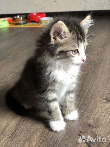Кошка Кошка