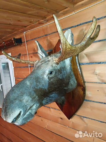 Чучело голова лося