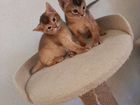 Абиссинские котятки