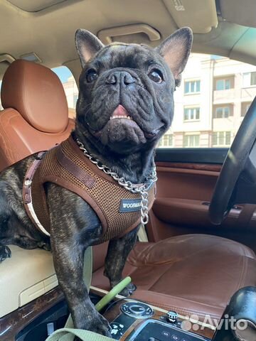 Вязка,французский бульдог