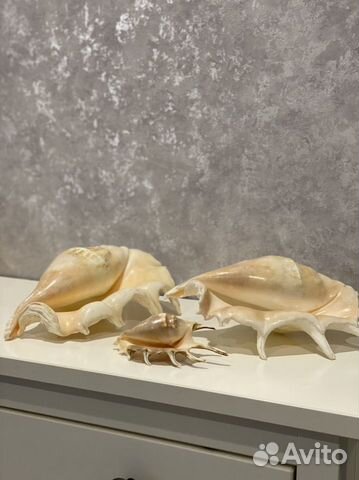 Морские ракушки раковины