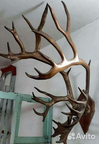 Рога оленя