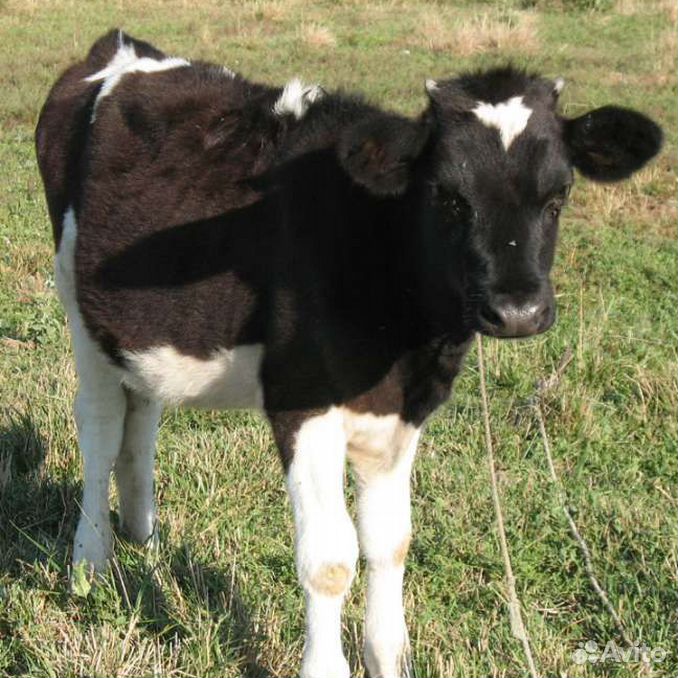 Вымя коровы: описание, строение, возможные болезни и особенности лечения