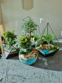 Флорариумы с бонсаями (шоу-рум)