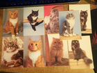 Календари кошки собаки объявление продам