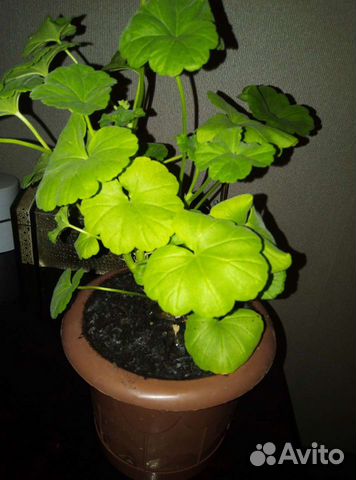 Герань душистая