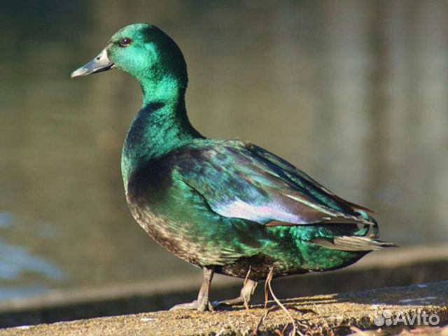 Яйцо инкубационное,Американской Каюги