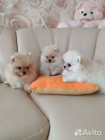 Щенки померанского шпица