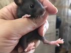 Крысята дамбо