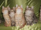 Крупные и очень красивые котята Мейн-куна объявление продам