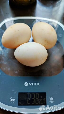 Утята Мускусной белой индоутки. Инкубационное яйцо