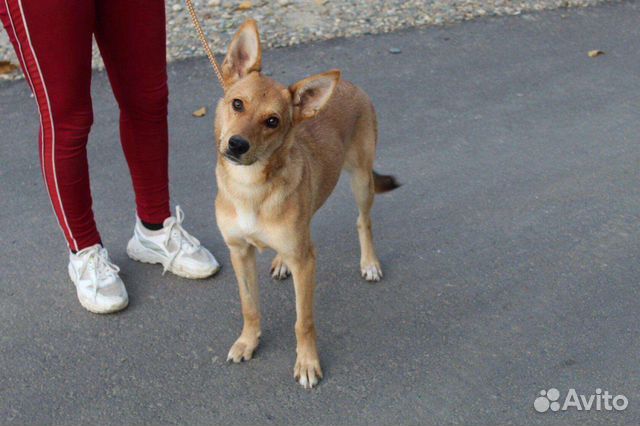 Щенок подросток Лиска ищет дом