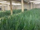 Запуск фермы зеленого лука на перо объявление продам