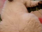 Шотландский вислоухий кот на вязку объявление продам