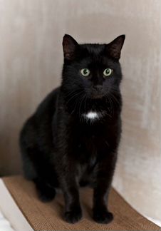 Кошке Алисе очень нужен человек