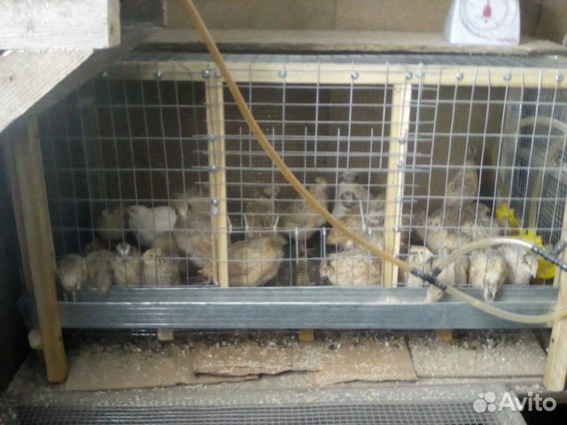 Клетки для перепелов бу