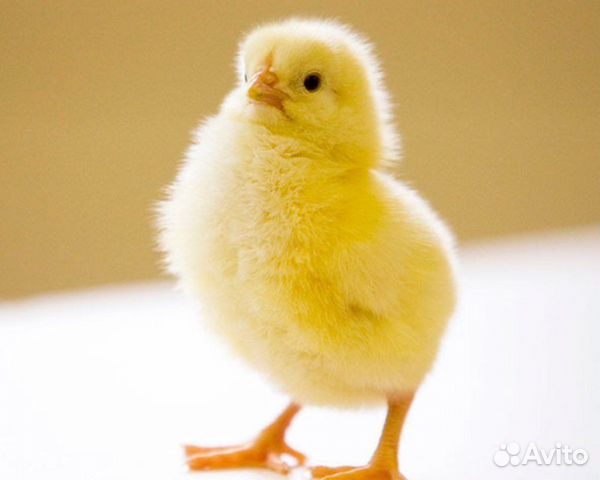 Цыплята суточные на корм