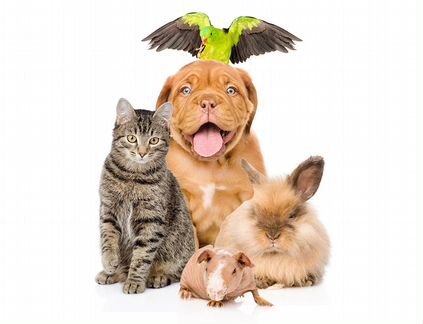 Передержка животных