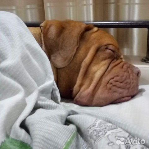 Выгул, передержка собак