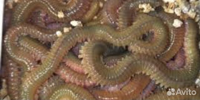 Лиманный червь нереис