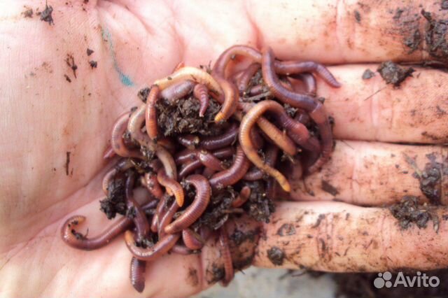 Черви семьи старатель