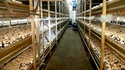 Продаю удобрения