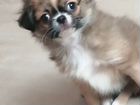 Собака щенок японского хина, 2 месяца (девочка)
