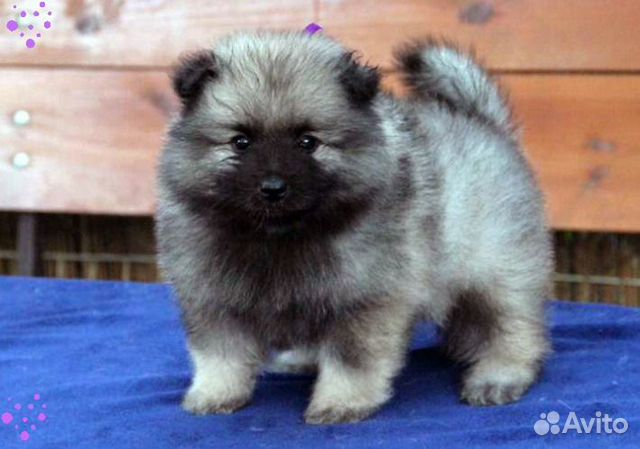 Щенки Вольфшпица