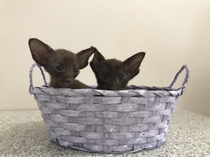 Ориентальные - Чёрный, шоколадный, пятно