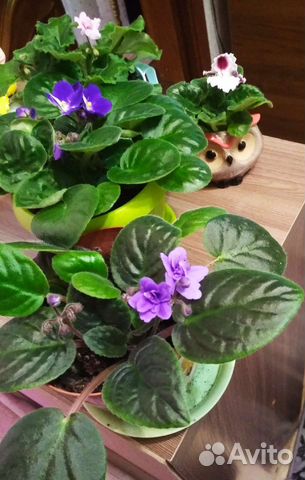 Фиалки сортовые (сенполия)