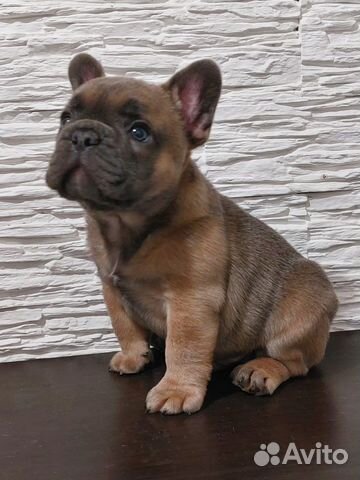 Французский бульдог