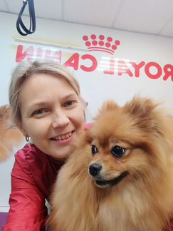 Стрижка собак / кошек - Грумер