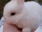 Кролики белый великан