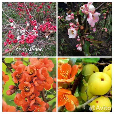 Хеномелес,японская айва несколько сортов